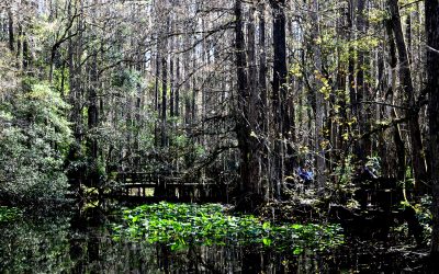 Highlands Hammock State Park